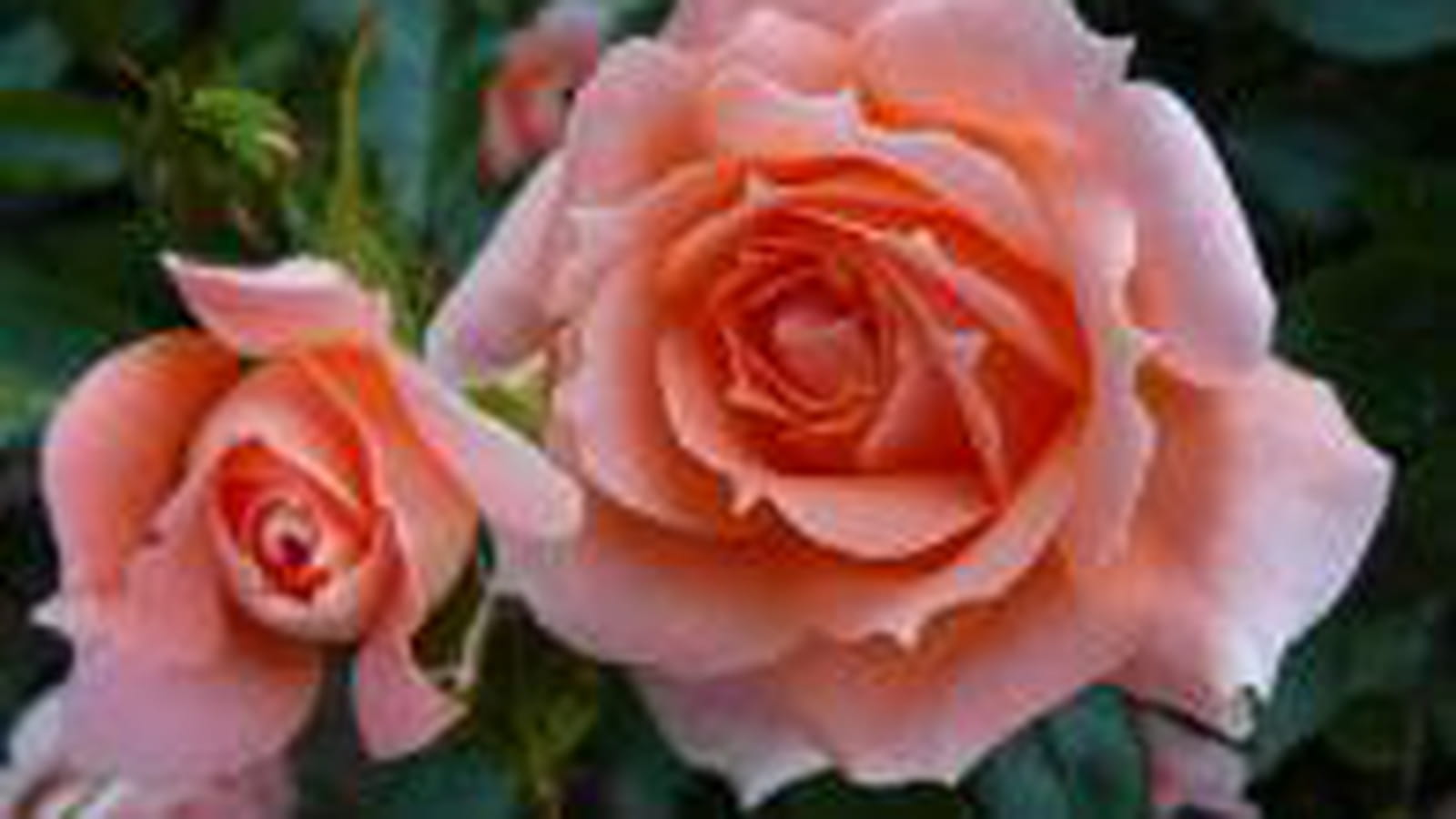 Rosiers
