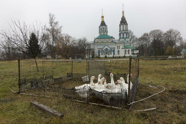 Les oies de Naroditchi en Ukraine