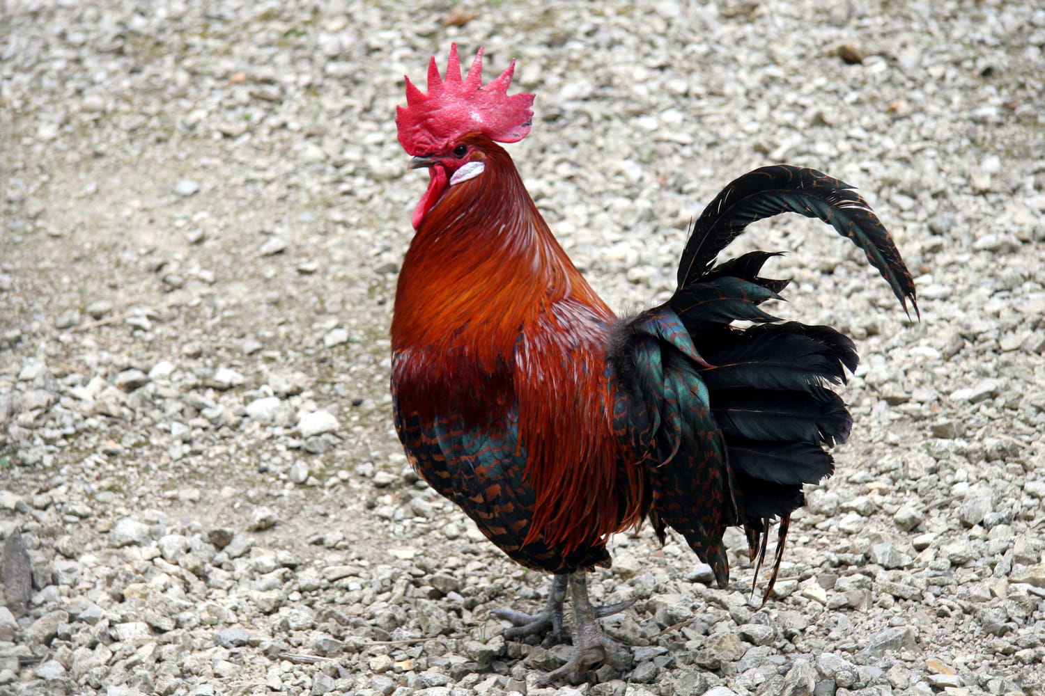 Meurtre du Coq Marcel : le voisin, condamné