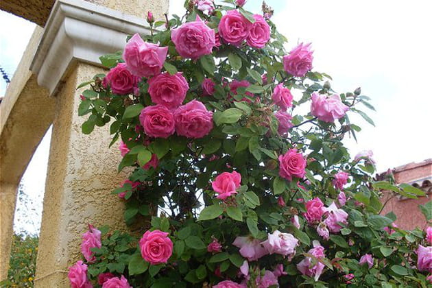 Un rosier bien décoratif