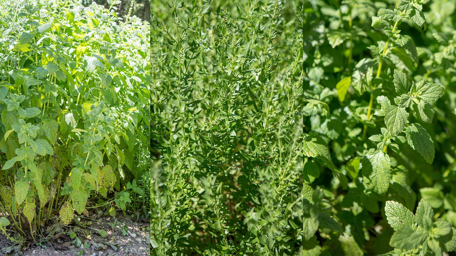 Il faut entre 7 et 9 plantes pour faire de l'Absinthe