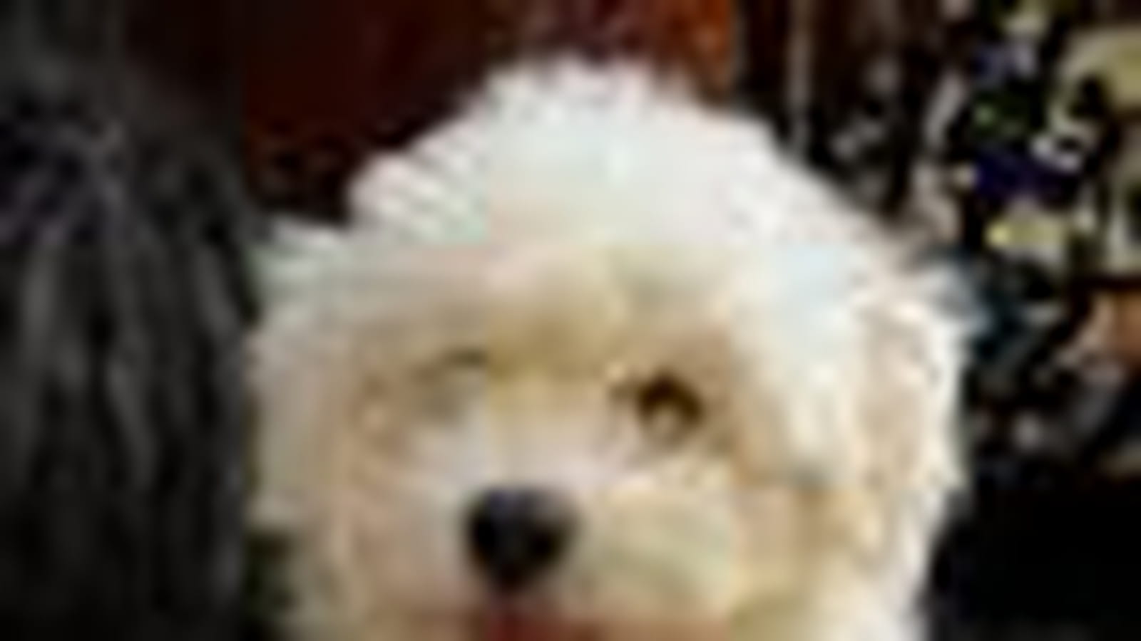 Le puli
