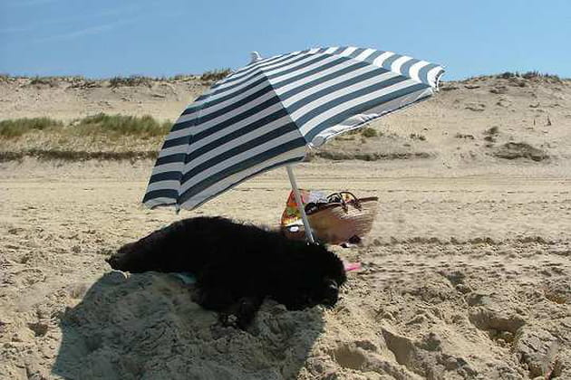 Il fait trop chaud pour aller nager