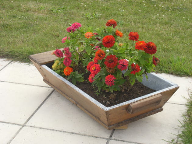 Des dahlias servis sur un plateau