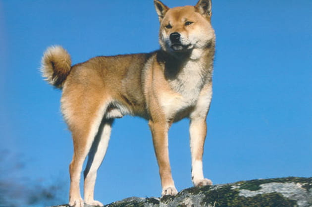 Le shiba inu