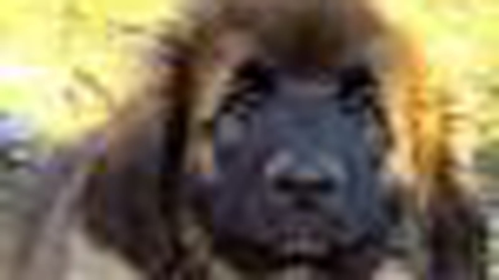 Le leonberg