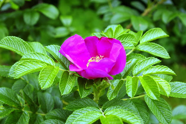 Rose Rosa rugosa