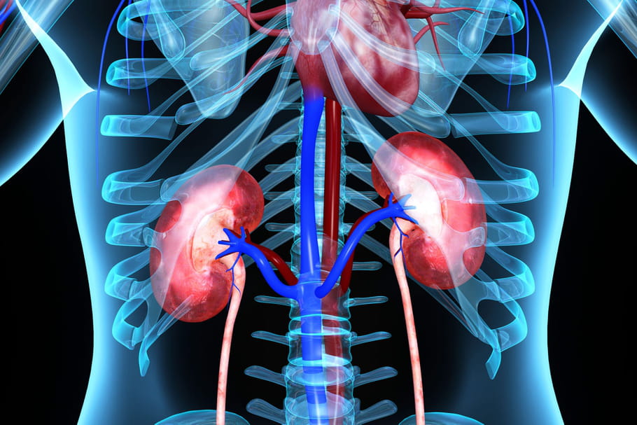 Ablation du rein (néphrectomie) : indications, risques, conséquences ?