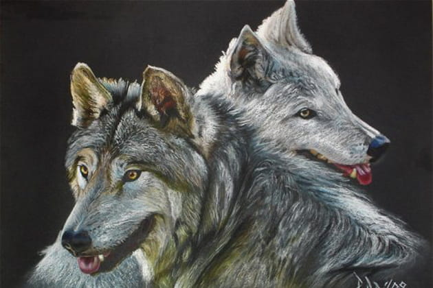 Des loups attendrissants