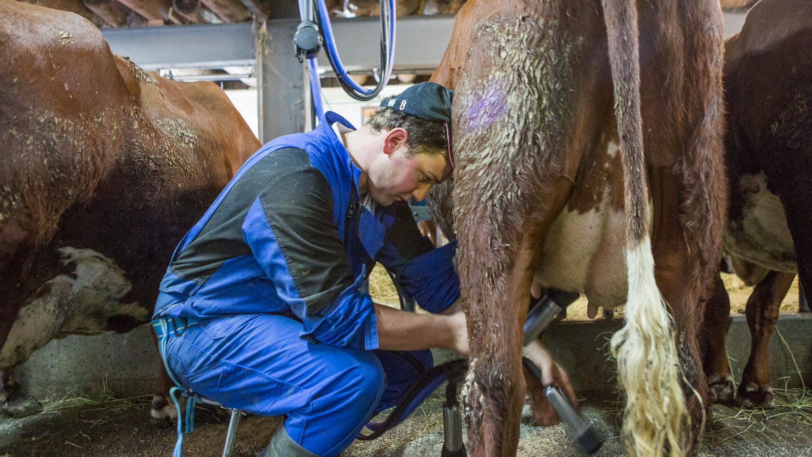 Un même lait pour plusieurs fromages