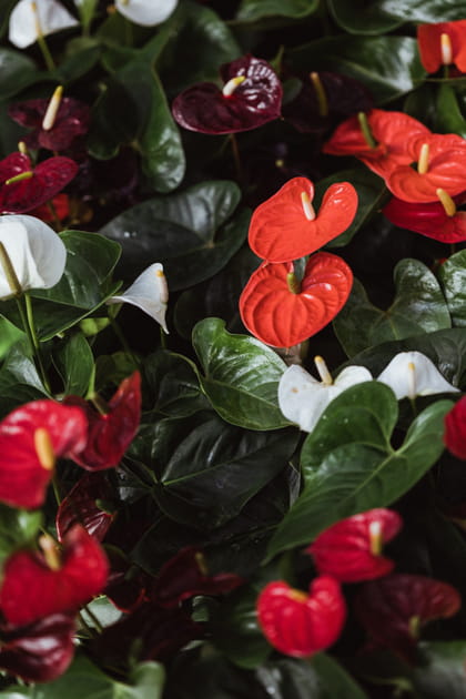 Des anthuriums