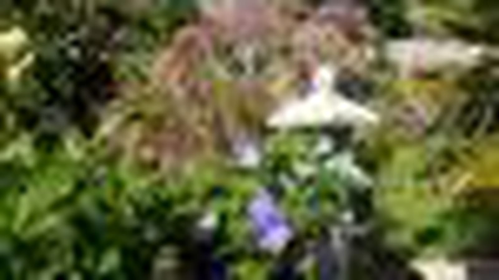 Jardin luxuriant