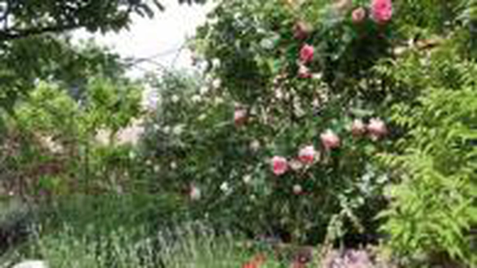 Rosier grimpant Pierre de Ronsard