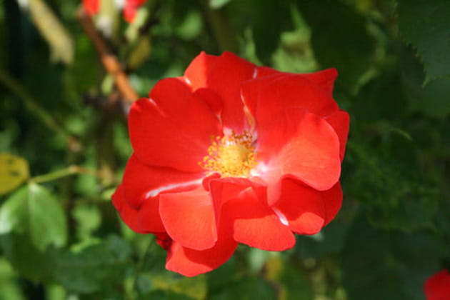 D'un rouge coquelicot lumineux