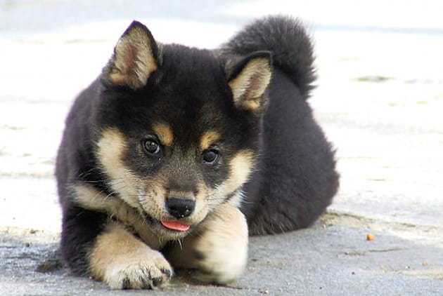 Ryuumatsu, un air vraiment malicieux