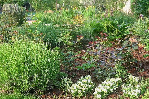 En attendant les roses