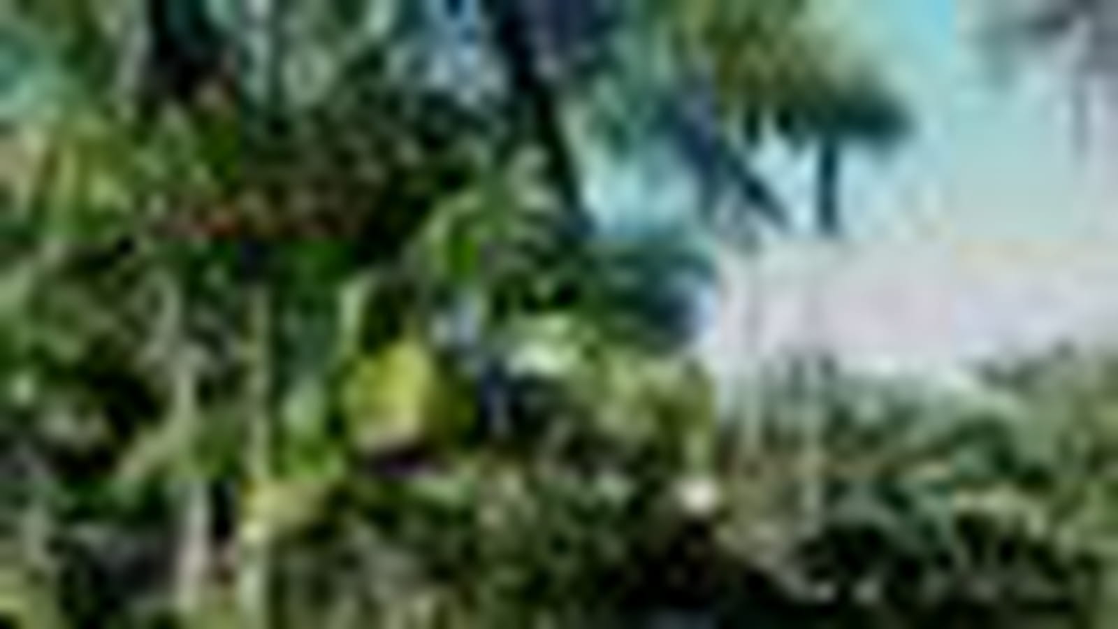 Guyane