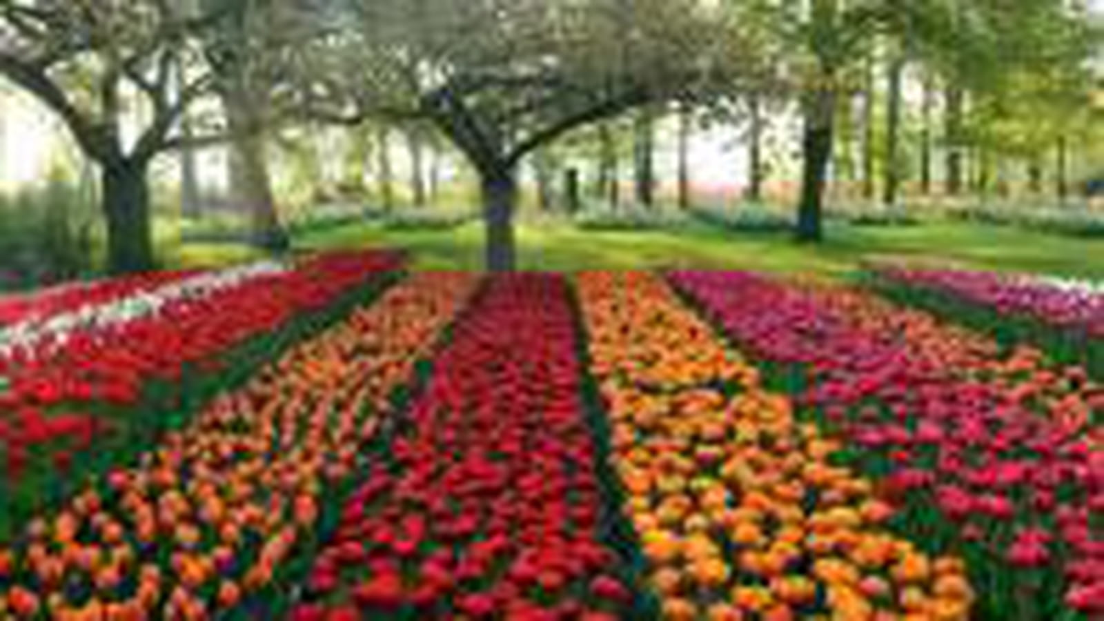 Bulbes à fleurs