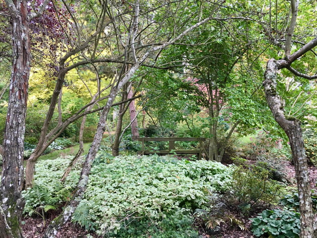 Un sous-bois pour fl&acirc;ner