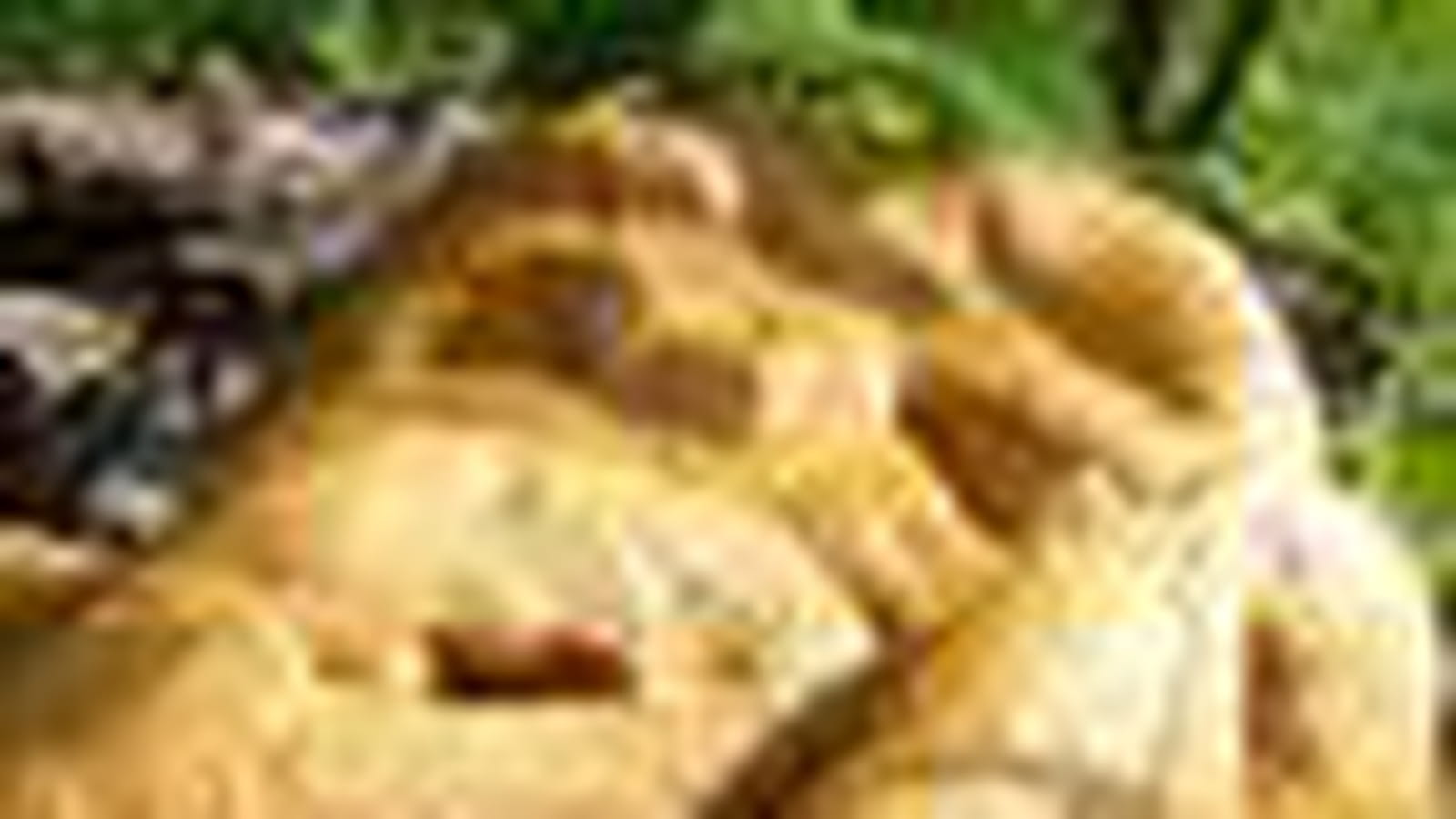 Fougasse 