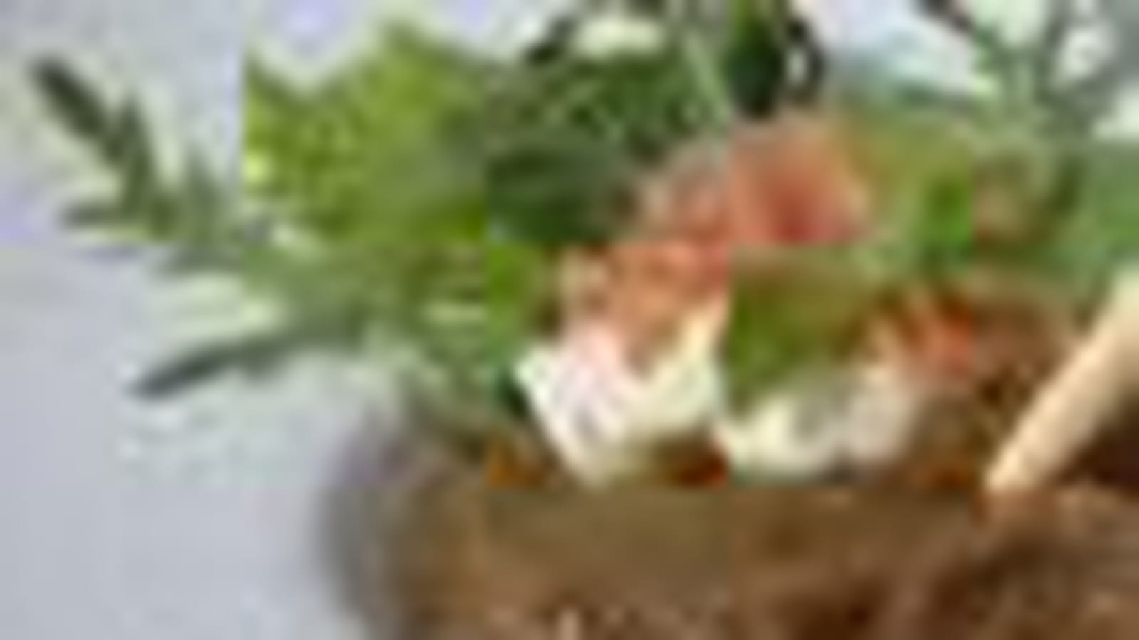 Caviar d'aubergine