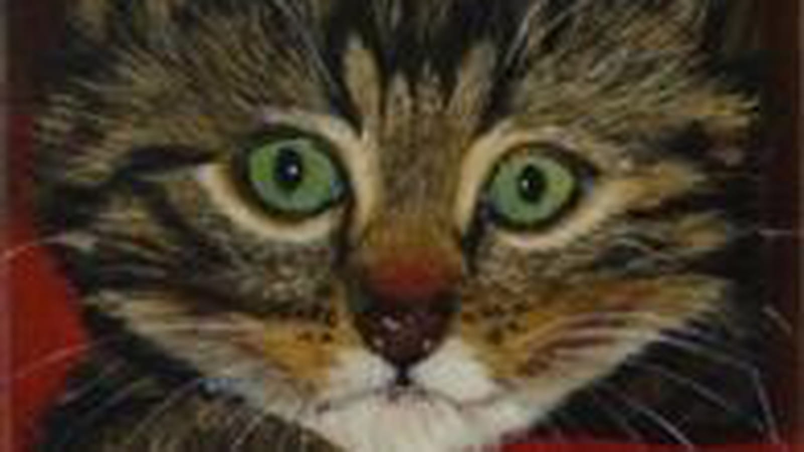 Amour de chaton