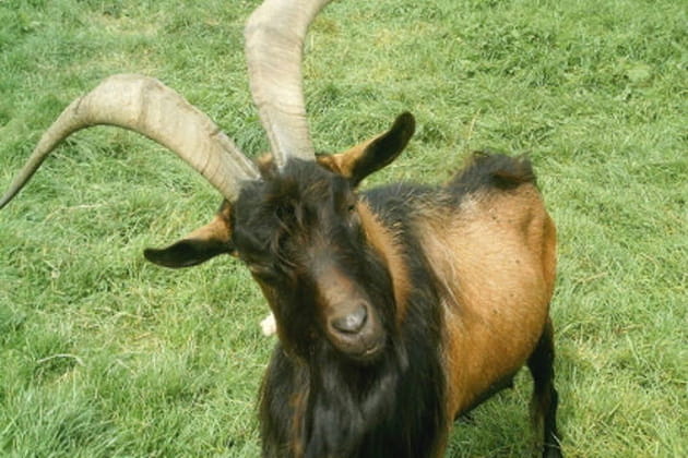 Moi, un bouc &eacute;missaire&nbsp;?