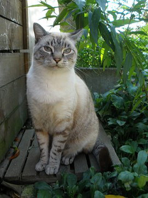 Maya, un chat tr&egrave;s causant