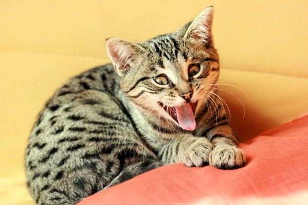 Ba&icirc;llement&nbsp;?