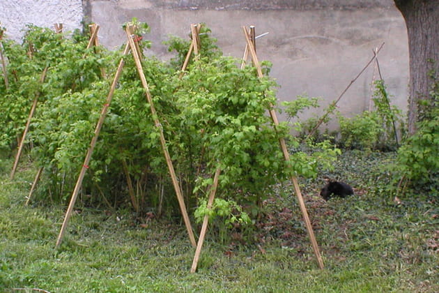 Les framboisiers