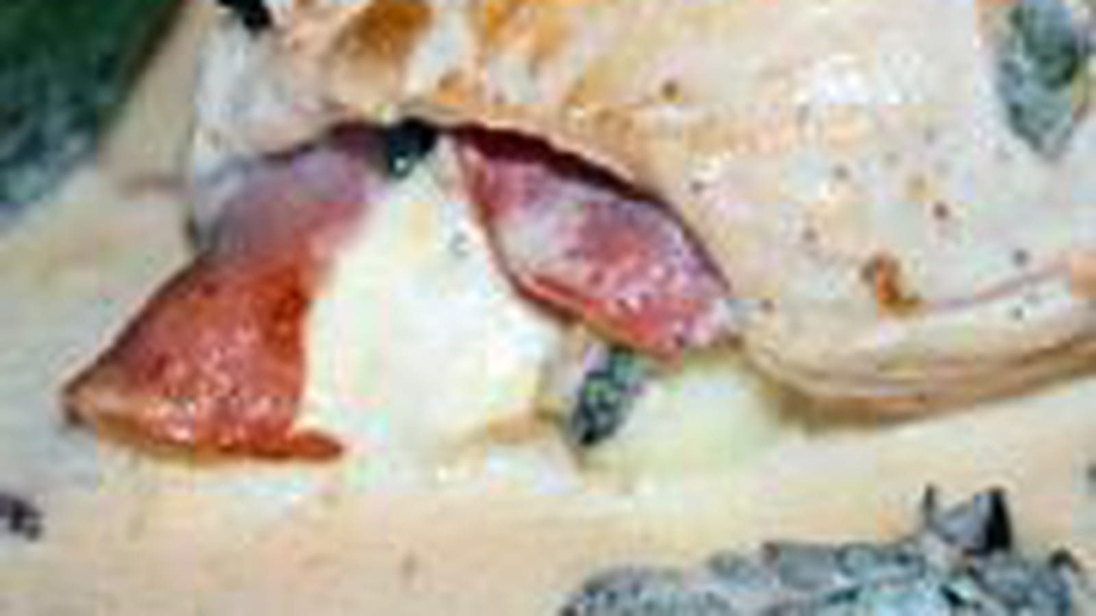 Dinde sauge-mozzarella
