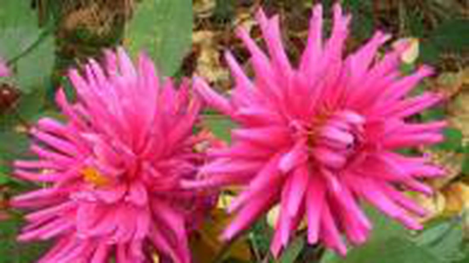 Dahlias