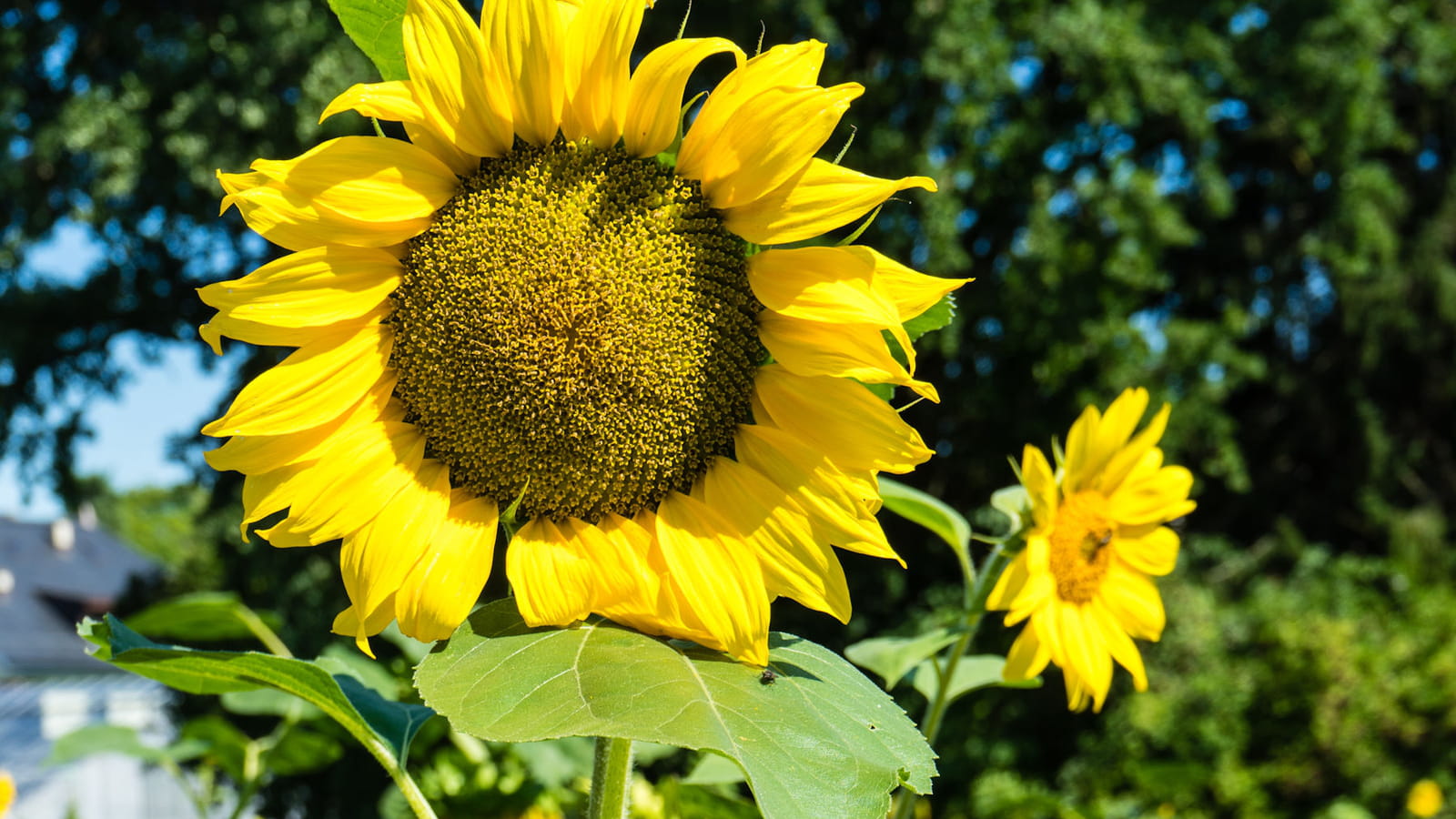 Tournesol