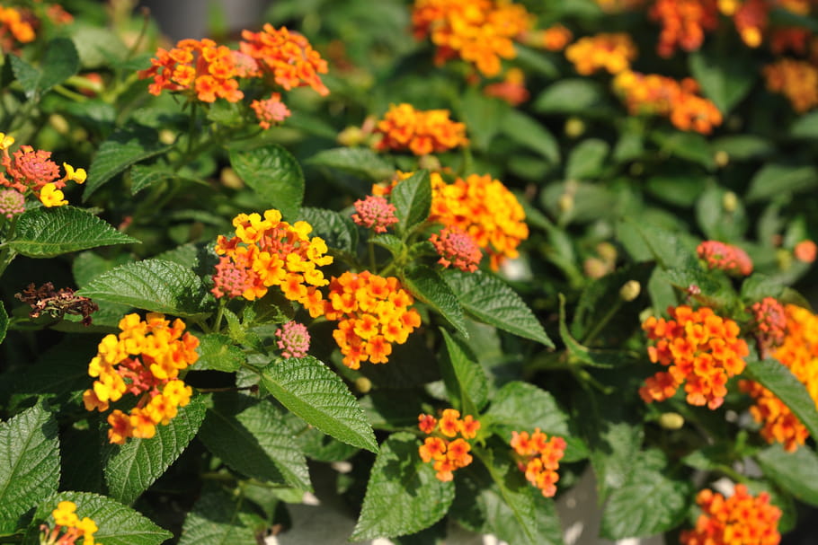 Lantana