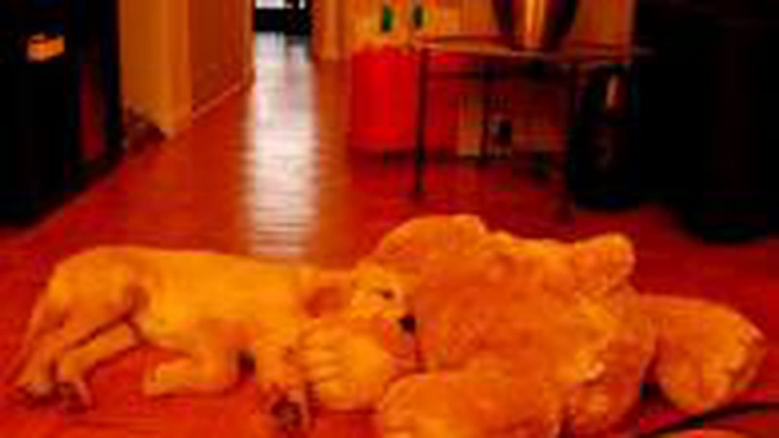 Chien en peluche