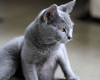 chartreux