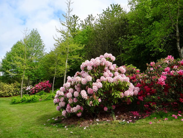 Des rhododendrons &agrave; foison