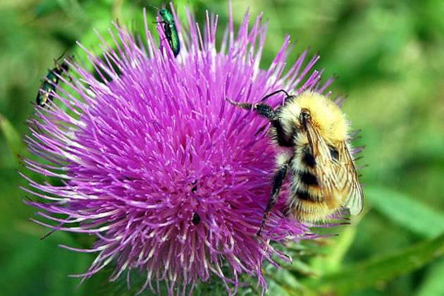 Les bourdons en raffolent