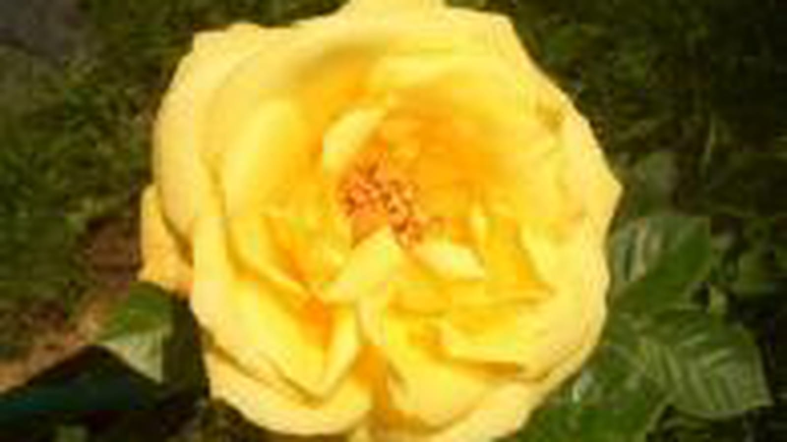Rose odorante