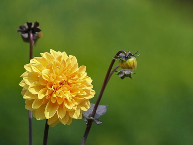 Le dalhia jaune &eacute;clatant