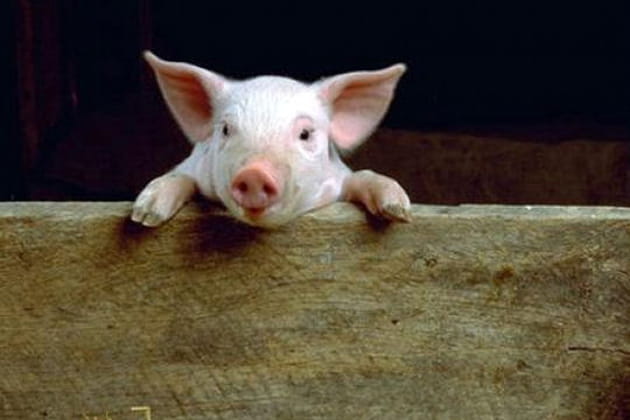 Les plus beaux animaux de la ferme