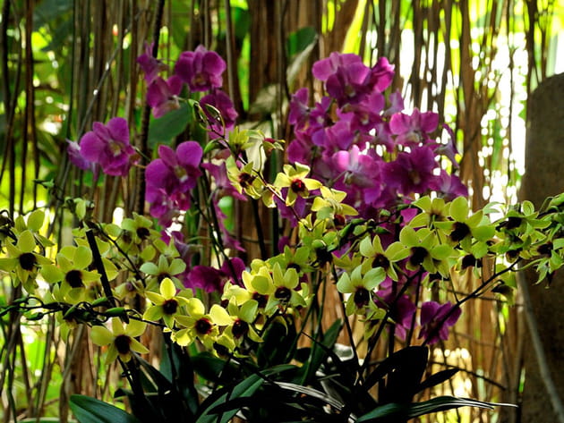 Ballet jaune et violet