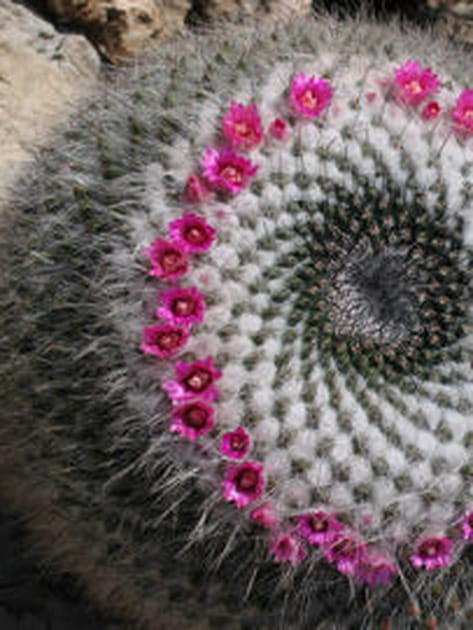 Mammillaria hahniana