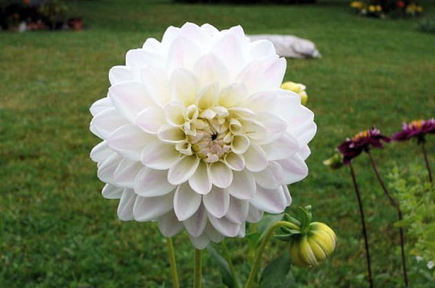 Le dahlia blanc