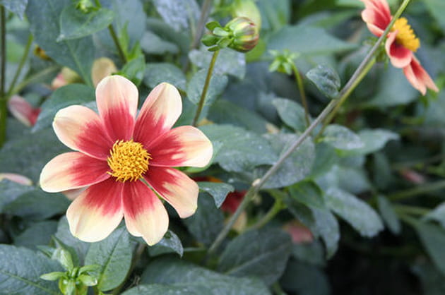 Le dahlia Schlo&szlig; Reinbek