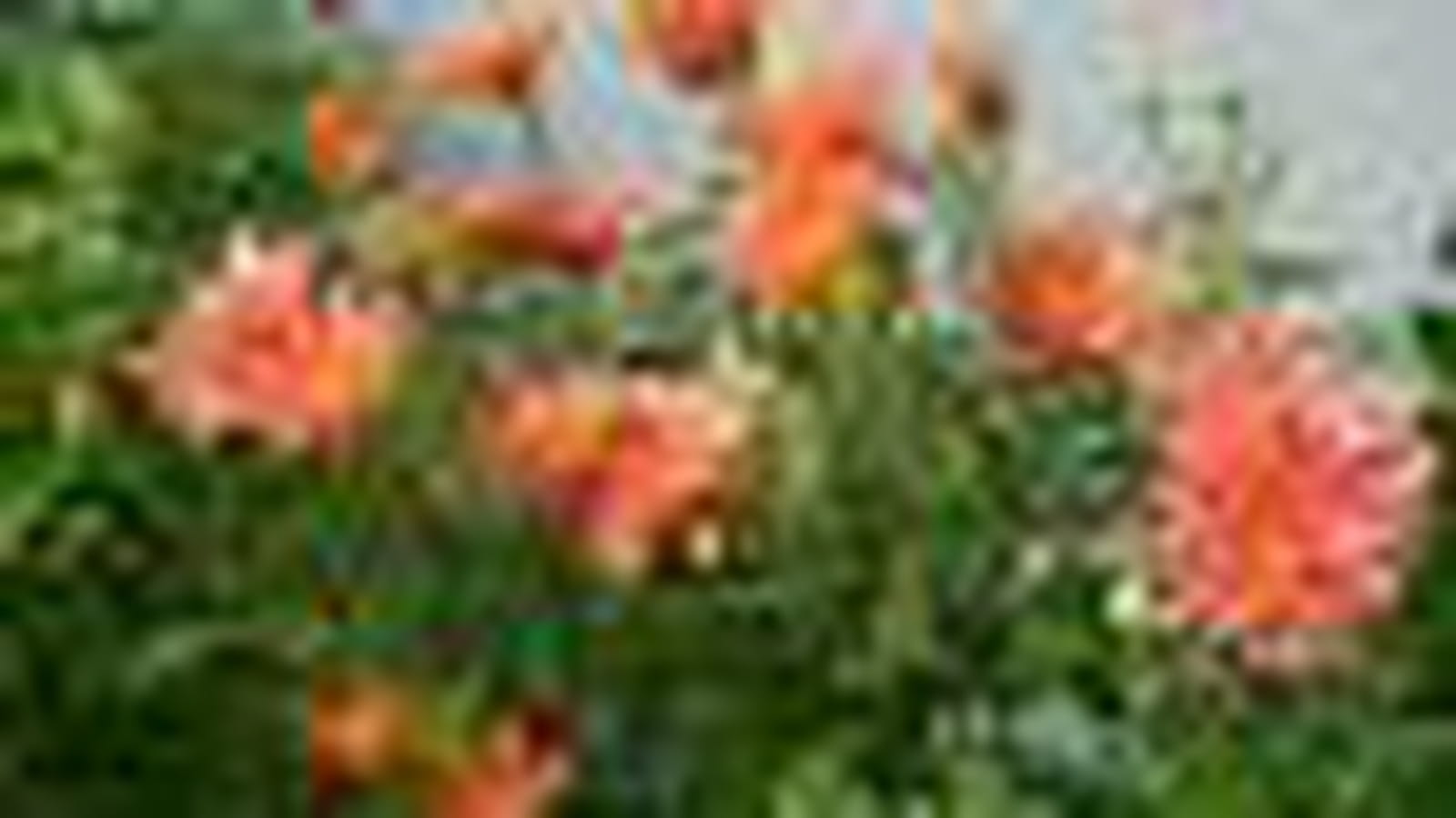 Chrysanthèmes