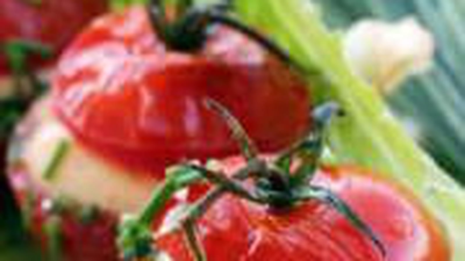 Farcis de tomates grappes