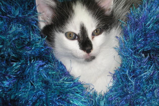 Lov&eacute; dans une &eacute;charpe