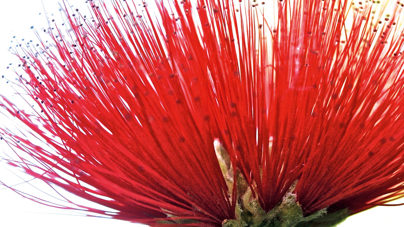 Livre Fleurs théâtrales de Gérard Jean