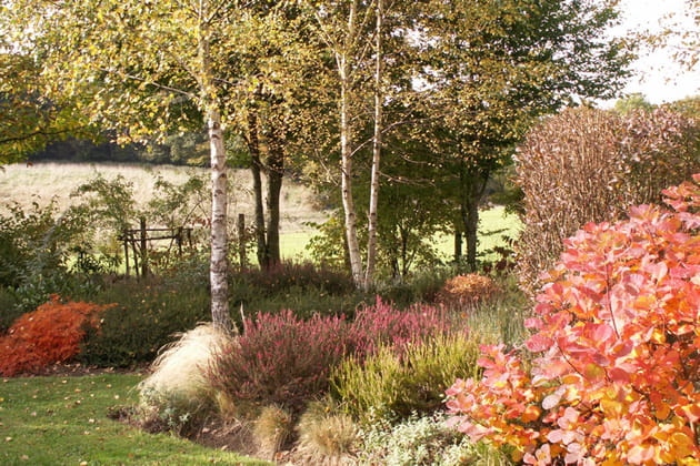 Les bruyères en automne